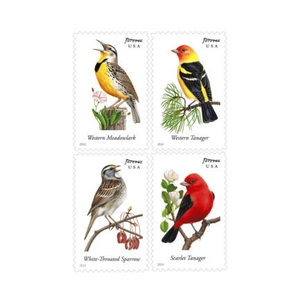 Song Birds