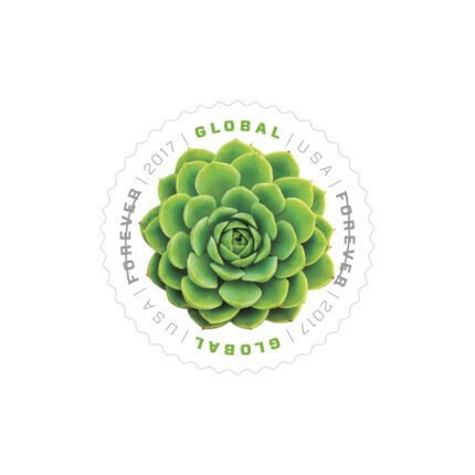 Green Succulent